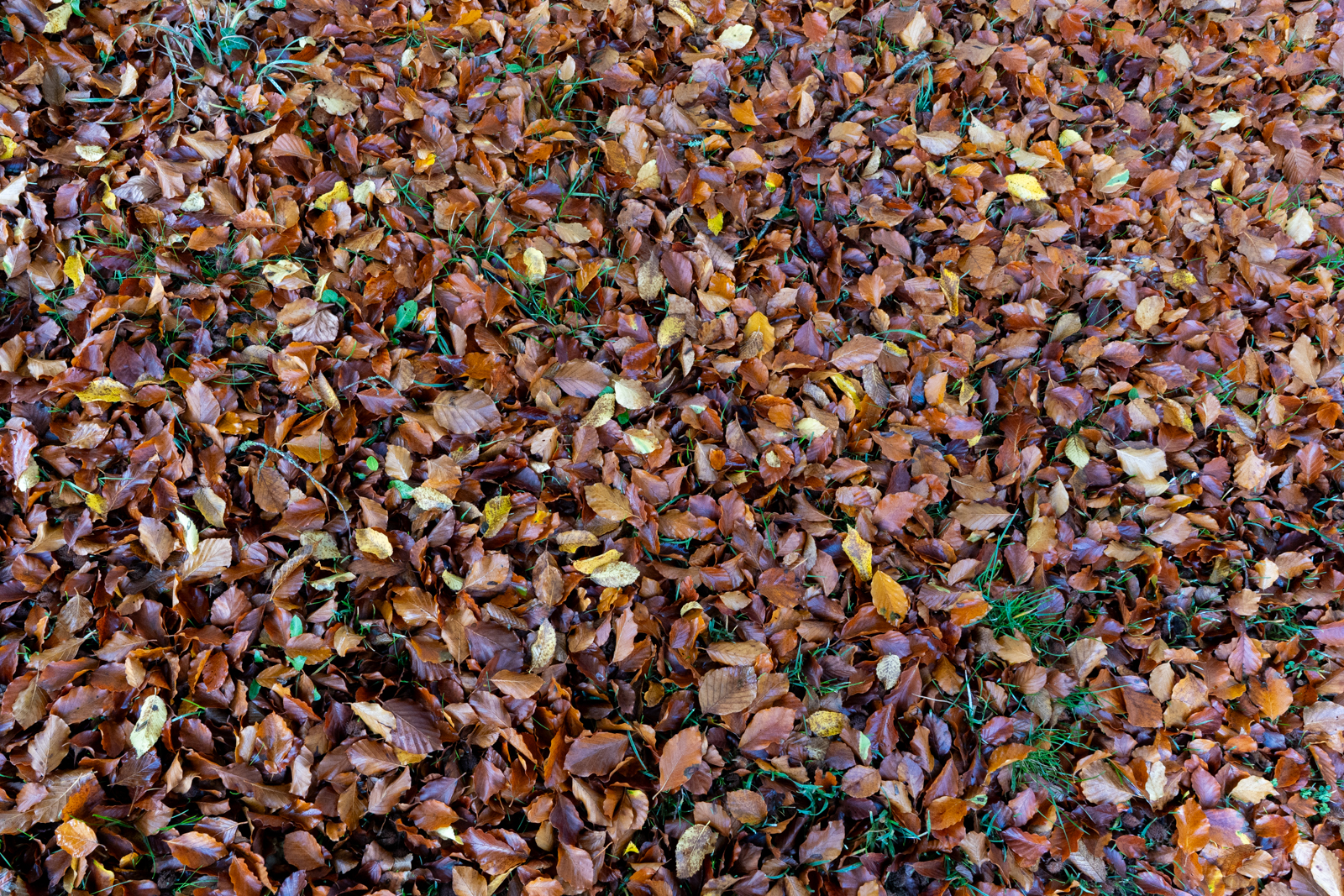 Photography by Chris Allington
